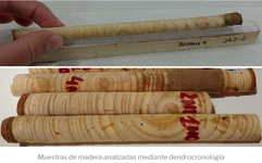 Muestras de madera